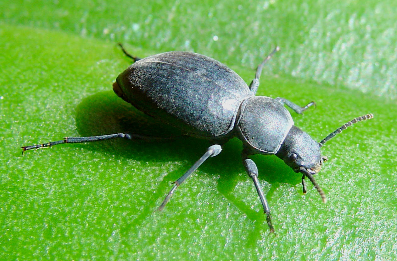 Tentyria grossa sardiniensis